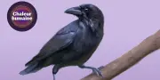 Corneille noire : un oiseau au comportement étonnant