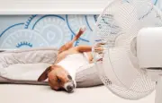 Coups de soleil chez le chien et le chat : comment les protéger