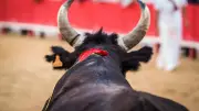 Course camarguaise : Anouar Balti se retire jusqu'à la fin de saison