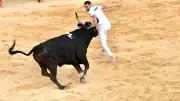 Course camarguaise : le taureau Villaret électrise les Jeudis de Nîmes