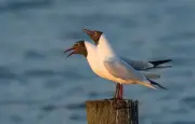 Cris de mouettes : une communication complexe et codée