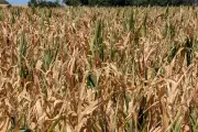 Crise agricole : 6 chiffres clés de la sécheresse et des canicules