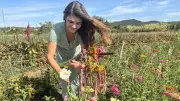Crise du maraîchage : la Ferme de l’Escure se lance dans les fleurs