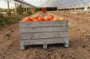 Croissance revue à la baisse : l'impact de l'été, selon Lescure