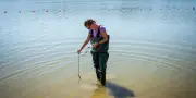 Cyanobactéries : baignade interdite dans plusieurs lacs et rivières de France
