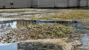 Cyanobactéries dans le Lez : restrictions des usages nautiques