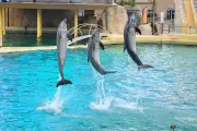 Dauphins de Marineland: Beauval menace de suspendre l'accueil