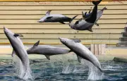 Dauphins de Marineland : l'avenir incertain après l'abandon du projet Beauval