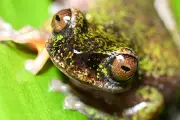 Découverte d'une nouvelle rainette au Costa Rica