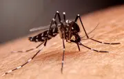 Décès aux Pays-Bas d'un patient atteint du virus du Nil occidental