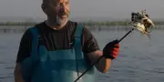 Delta du Pô : l'invasion du crabe bleu asphyxie l'économie locale