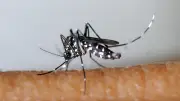 Dengue autochtone à Marseille : premier cas confirmé en 2026