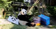 Dernier anniversaire pour les pandas de Beauval avant leur départ