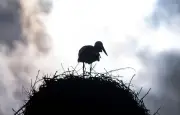 Des cigognes font escale sur le château d'eau de Labouheyre