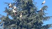 Des cigognes profitent de l'éclipse solaire à Bouillargues