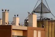 Des dizaines de cigognes fascinent les habitants de Cannes et du Cannet
