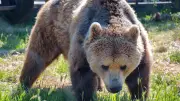 Deux attaques d'ours en deux semaines en Ariège : un éleveur choqué