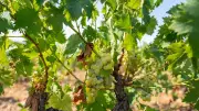 Deux saisonniers meurent en trois jours pendant les vendanges dans la Marne