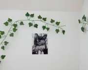 Disparitions de chats à Taule : une enquête ouverte