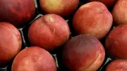 Distribution gratuite de fruits et légumes au Mas de Mingue à Nîmes