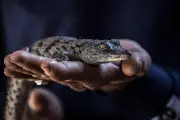 Dix crocodiles du Nil éclosent dans la Drôme après les canicules