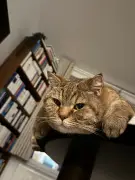 Dix secrets pour éduquer votre chat efficacement