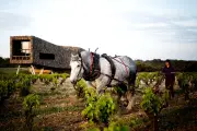 Domaine de Castigno : vignes et garrigue en rêve