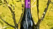Domaine Galus : une étiquette qui célèbre l'art et la tauromachie