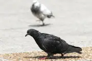 Dépigeonnage à Callian: l'abattage par tir stoppé par la gendarmerie
