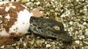 Drôme : 10 bébés crocodiles du Nil éclosent naturellement à Pierrelatte
