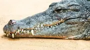 Drôme : naissance exceptionnelle de dix crocodiles du Nil sans incubation