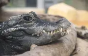 Drôme : naissance inédite de dix crocodiles du Nil sans intervention humaine