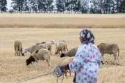 Eau au Moyen-Orient : une arme technopolitique