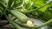 Eau de cuisson des légumes : l'astuce qui booste les courgettes