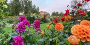 Emil Nolde : sa palette flamboyante inspirée de son jardin à Seebüll