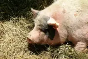 Enquête après la diffusion d'images de cadavres de porcs par L214