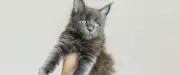 Erebus, chaton à 29 orteils, bat un record Guinness vieux de 2002
