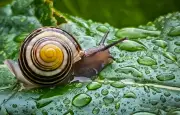Escargots après la pluie : ils étaient déjà là, la pluie les rend juste visibles