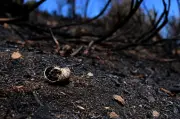 Escargots en crise : canicules et sécheresse menacent la production