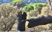 Espagne : un soldat meurt en luttant contre un incendie en Aragon