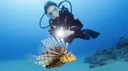 Espèces invasives : une nouvelle tous les 15 jours en Méditerranée