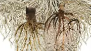 Exposition En forêt-Arborescences d'Elisabeth Beurret à Allègre