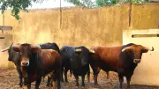 Feria de Béziers 2026 : les toros sont arrivés, visite mercredi