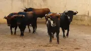 Feria de Béziers : El Parralejo pour la corrida d'ouverture