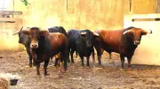 Feria de Béziers : García Jiménez, l'élevage qui divise les aficionados