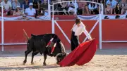 Feria des vendanges de Boujan : 2 000 spectateurs et 10 oreilles coupées