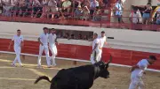 Feria du Revivre à Pérols : trois jours de traditions camarguaises