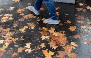 Feuilles mortes à Paris : les arbres face à la sécheresse