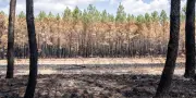 Feux en Gironde et Landes : sinistres reconnus, Var en alerte