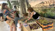 Figoulade à Vézénobres : 30 exposants et 100 variétés de figues